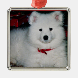 Ornamento de Samoyed