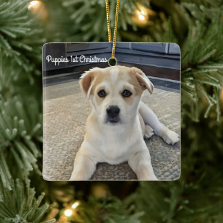 Ornamento de sobrecarga de cachorro de cuidado