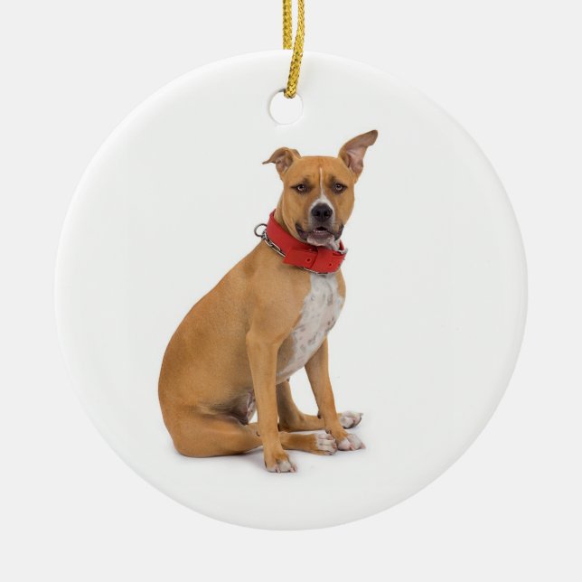 Ornamento de Staffordshire Terrier americano (Frente)