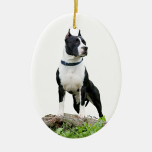 Ornamento de Staffordshire Terrier americano