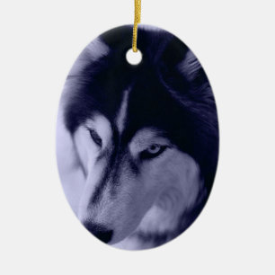 Ornamento de tinte azul Husky Siberiano