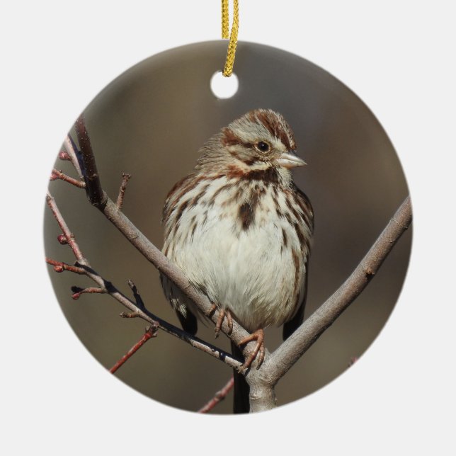 Ornamento de vida silvestre, gorrión de canto, páj (Frente)
