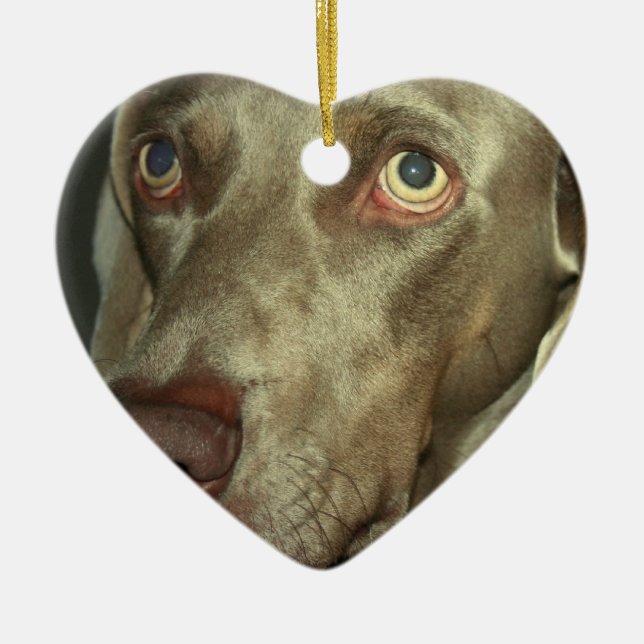 Ornamento de Weimaraner del amor (Frente)