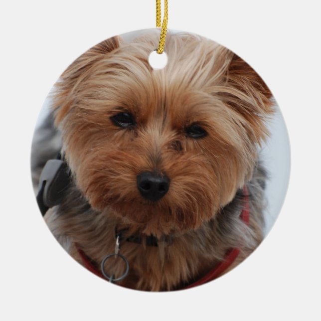 Ornamento de Yorkie (Frente)