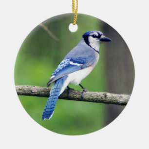 Ornamento del arrendajo azul
