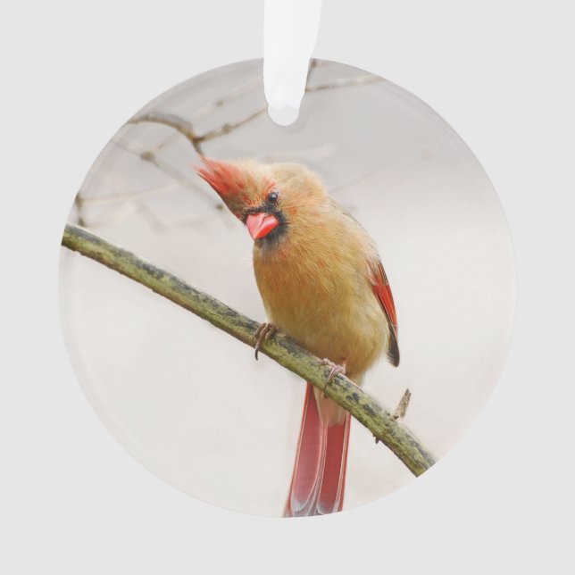 Ornamento del cardenal femenino curioso (Anverso)