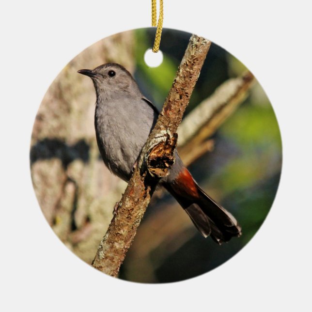 Ornamento del Catbird gris (Frente)
