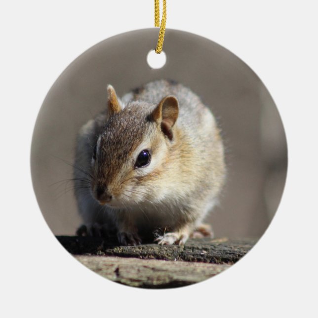 Ornamento del Chipmunk (Frente)