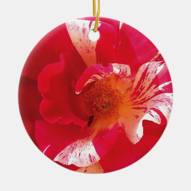 Ornamento del círculo de fotos de rosa roja y blan (Frente)