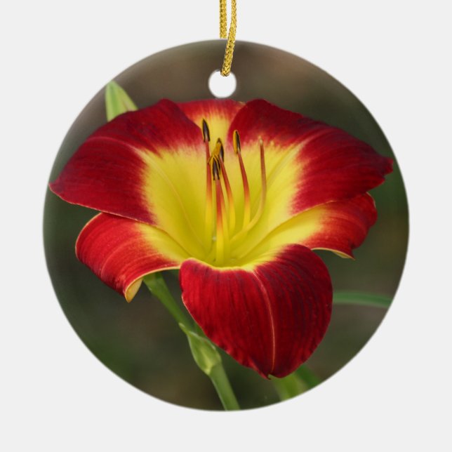 Ornamento del Daylily (Frente)