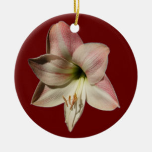 Ornamento del ~ del Amaryllis