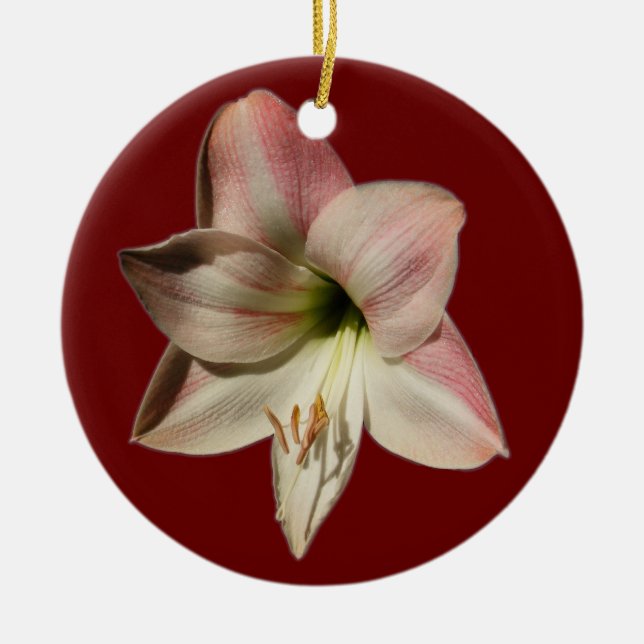 Ornamento del ~ del Amaryllis (Frente)