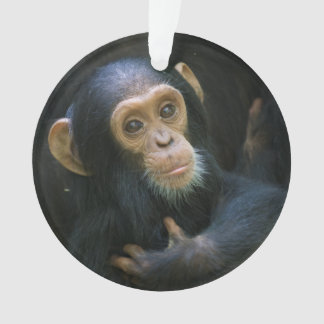 Ornamento del día de fiesta del chimpancé de