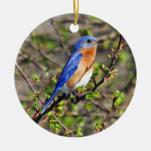 Ornamento del este del Bluebird