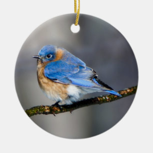 Ornamento del este del Bluebird
