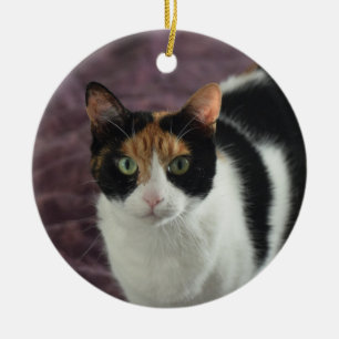 Ornamento del gato de calicó