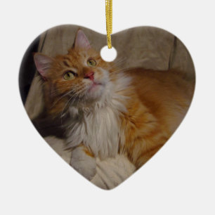 Ornamento del gato de Coon de Maine