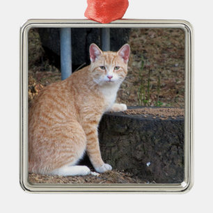 Ornamento del gato del naranja Tabby