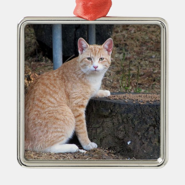 Ornamento del gato del naranja Tabby (Frente)