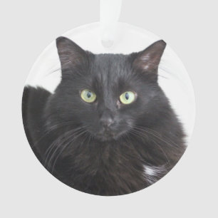 Ornamento del gato negro
