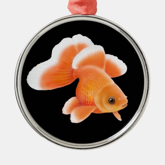 Ornamento del Goldfish de la cola de milano de (Frente)