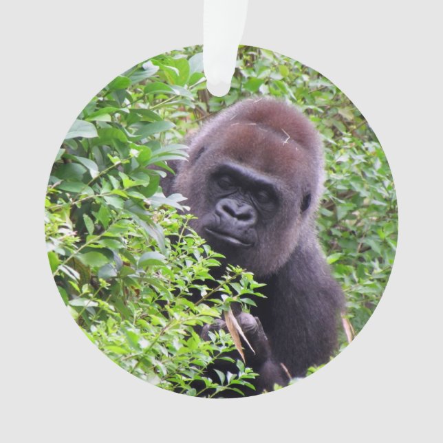 Ornamento del gorila del peekaboo (Anverso)