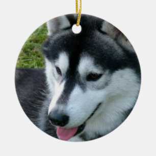 Ornamento del husky siberiano