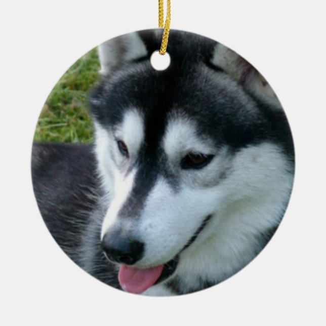 Ornamento del husky siberiano (Frente)
