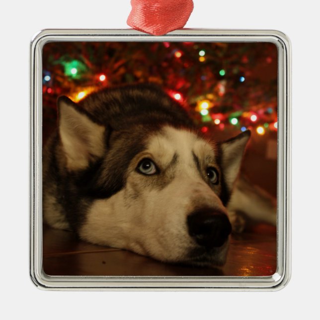 Ornamento del husky siberiano (Frente)