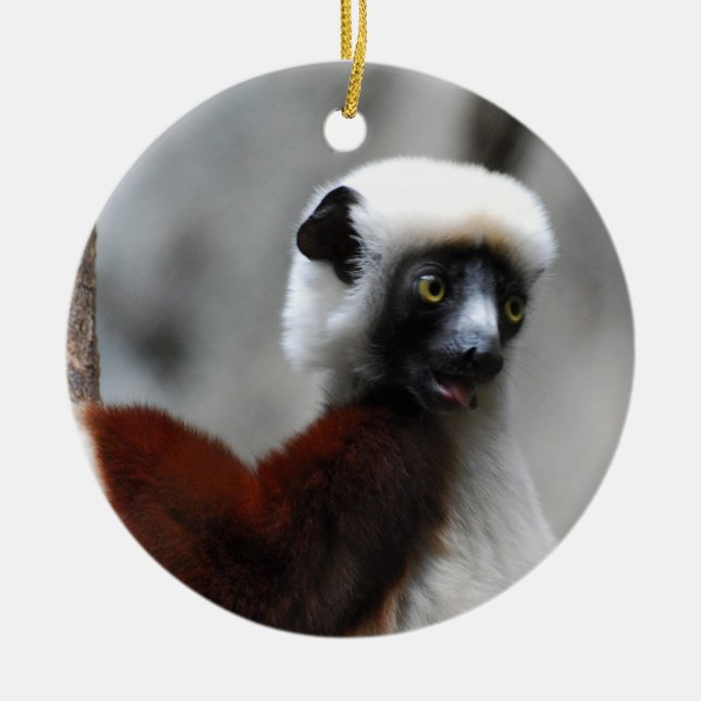 Ornamento del Lemur de Sifaka (Frente)