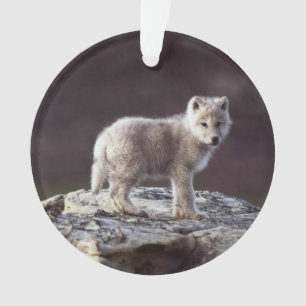 Ornamento del lobo del bebé