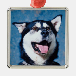 Ornamento del Malamute de Alaska