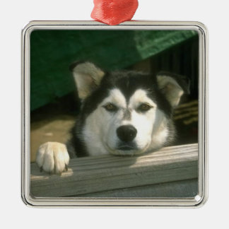 Ornamento del Malamute de Alaska