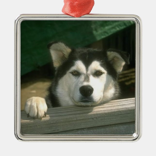 Ornamento del Malamute de Alaska (Frente)