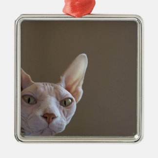 Ornamento del marco del gato sin pelo de Sphynx