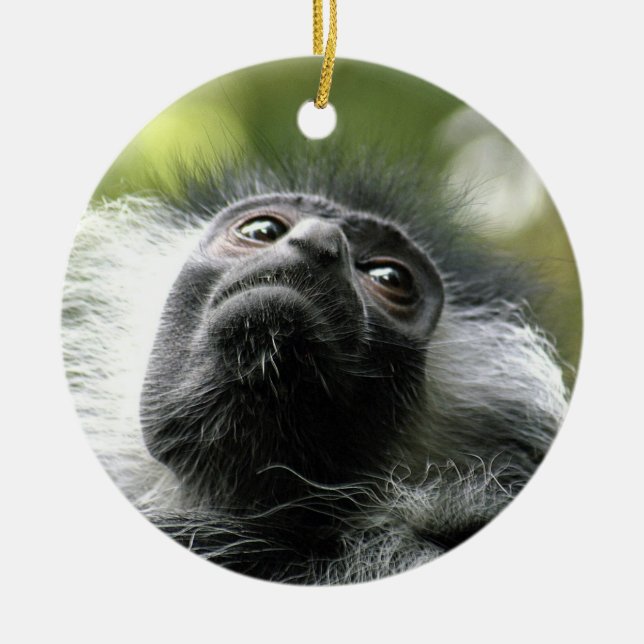 Ornamento del mono de Colobus de Rwanda (Frente)