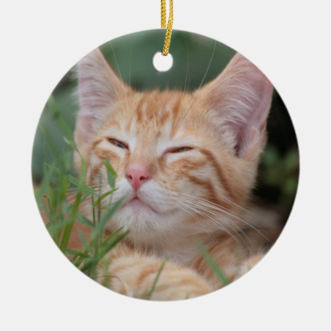 Ornamento del naranja Tabby Kitten (Frente)