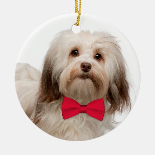 Ornamento del navidad de Havanese (Frente)