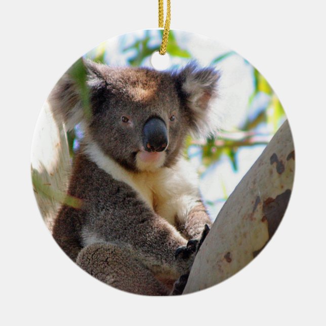 Ornamento del navidad de la koala (Frente)