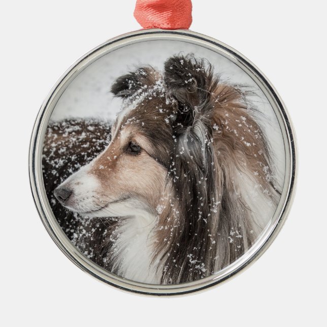 Ornamento del navidad de Sheltie de la nieve (Frente)