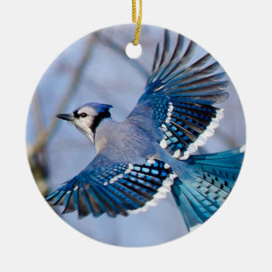 Ornamento del navidad del arrendajo azul