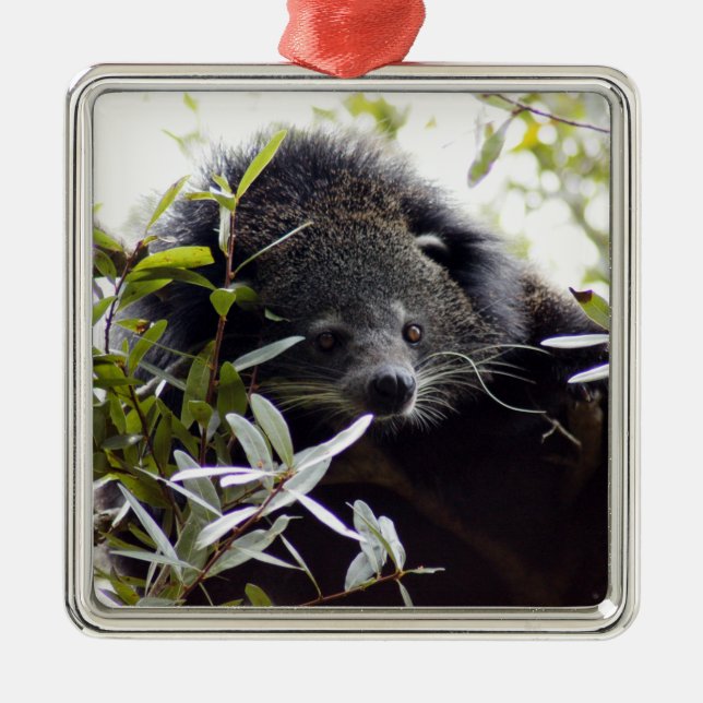 Ornamento del navidad del binturong (Frente)