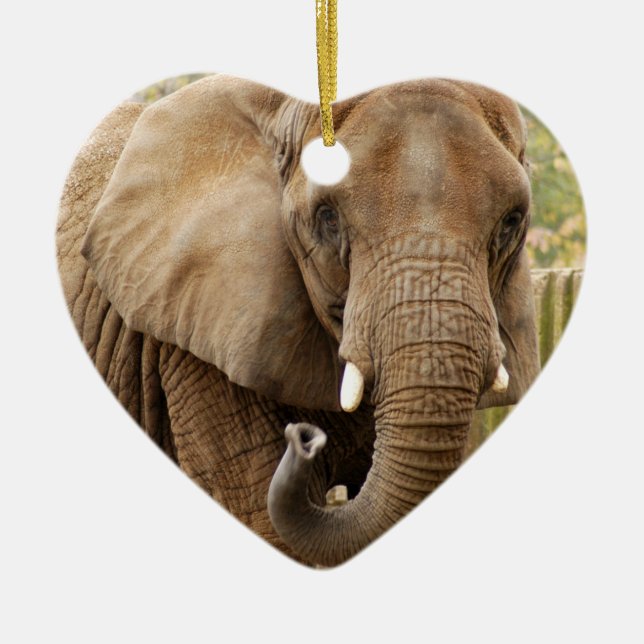 Ornamento del navidad del elefante africano (Frente)