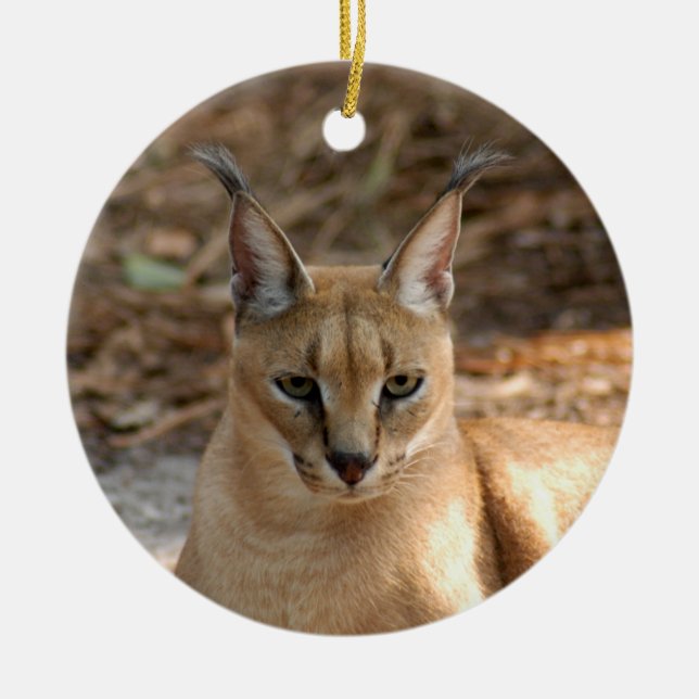 Ornamento del navidad del lince de Caracal (Frente)