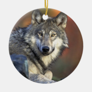 Ornamento del navidad del lobo de Canis_lupus_Grey
