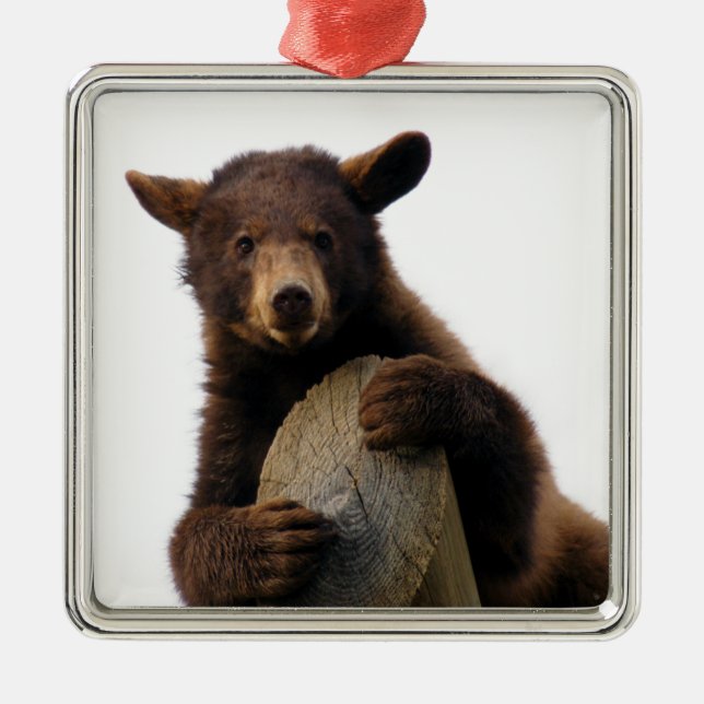 Ornamento del navidad del oso de Brown (Frente)