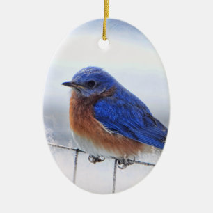 Ornamento del óvalo del Bluebird
