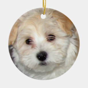 Ornamento del perrito de Havanese