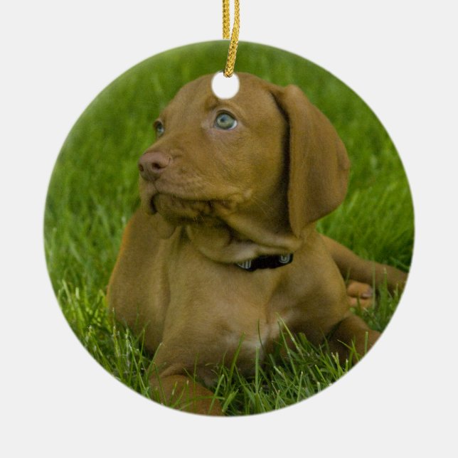 Ornamento del perrito de Vizsla (Frente)