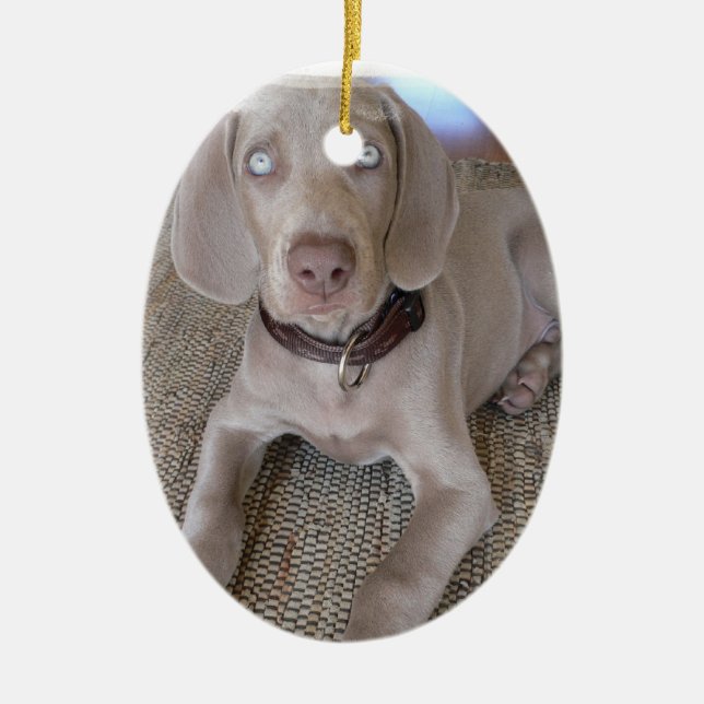 Ornamento del perrito de Weimaraner (Frente)